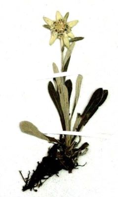 floare de colț; Leontopodium alpinum (Cass., 1821)