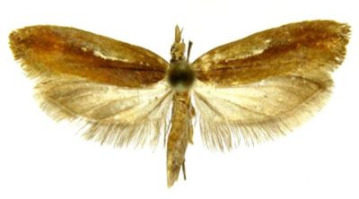 Oridryas isalopex (Meyrick, 1938) var. mienshanensis (Caradja, 1939)