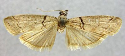 Salebria romanoffella f. sinensis (Caradja, 1936)