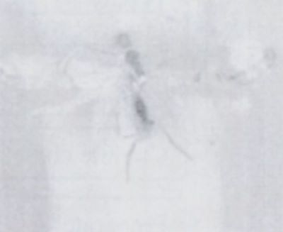 Compsoschema bimarginellum (Walsingham,1897)