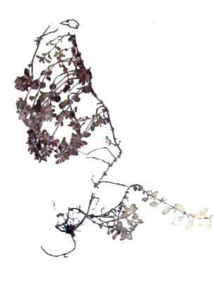 cimbrișor; Tymus pulcherrimus (Schur.)