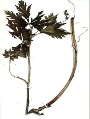 omag; Aconitum toxicum (Rchb.)