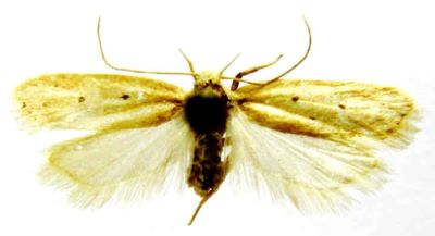 Depressaria ussuriella (Caradja, 1920)