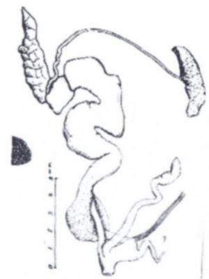 melc; Lytopelte horezia (Grossu et Lupu, 1962)