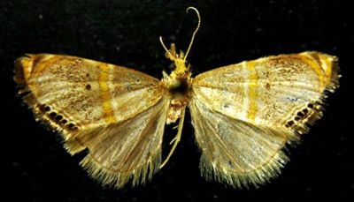 Metaeuchromius yuennanensis tibetanus (Bleszynski, 1965)