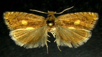 Dichrorampha petiverella var. slavana (Caradja, 1916)