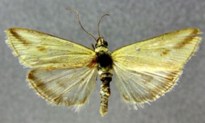 Loxostege sulphuralis f. minor (Caradja, 1936)