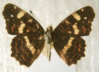araschnia levana levana f. intermedia; Araschnia levana levana (Linnaeus, 1758) f. intermedia (Stichel, 1906)
