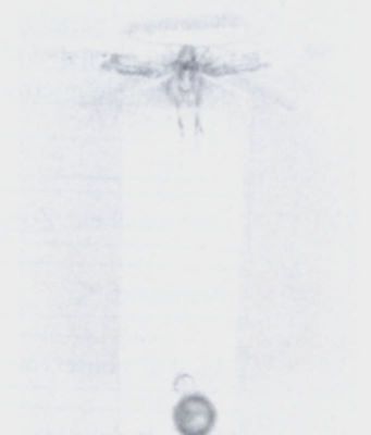 Cosmopterix similis (Walsingham, 1897)