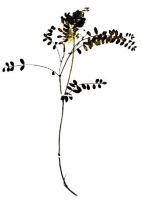 cosaci bicăjean; Astragalus pseudopurpureus (Gușuleac, 1932)