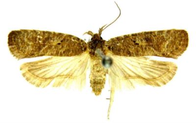 depressaria rufana var. syriaca; Depressaria rufana (Fabricius) var. syriaca (Caradja, 1920)