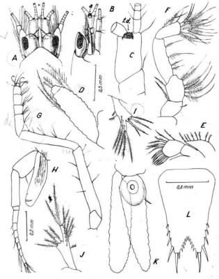 Heteromysoides spongicola (Băcescu, 1968)