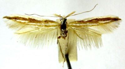 Coleophora involucrella (Chretien, 1905)