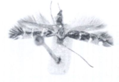 Lithocolletis albimacula (Walsingham, 1897)