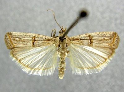 Psorosa nucleolella var. clarella (Caradja, 1910)
