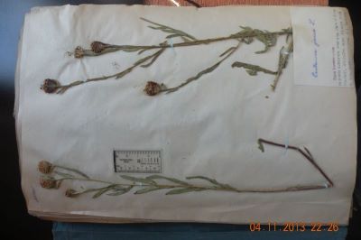 pezma; Centaurea jacea L.