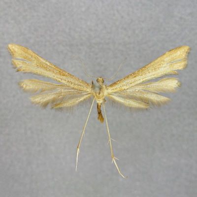Platyptilia chondrodactyla Caradja, 1920