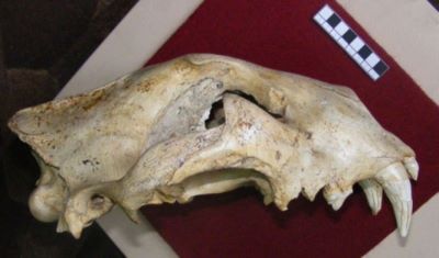 craniu de leu de peșteră; felis leo spelaeus