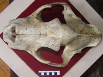 craniu de leu de peșteră; felis leo spelaeus
