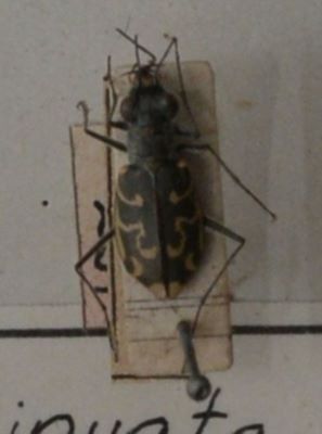 gândac repede; Cylindera (Eugrapha) arenaria (Fuessly 1775)