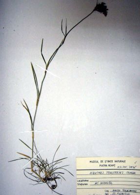 garofiță; Dianthus tenuifolius; Schur 1859