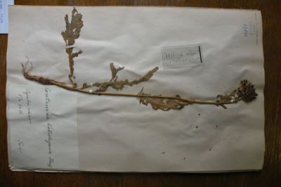 vinețele de stâncă; Centaurea kotschyana Heuff.