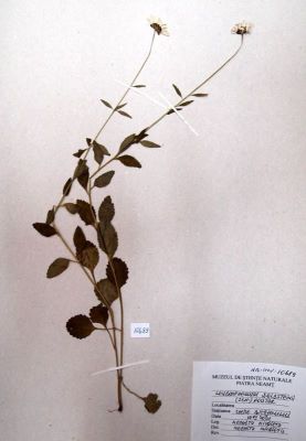margaretă; Leucanthemum waldsteinii (Schultz) Pouzar