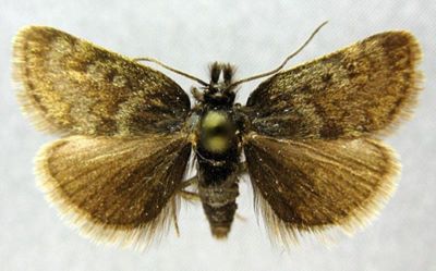 Titanio phrygialis var. sericealis (Caradja, 1916)