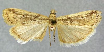 Anoristia granulella (Zerny, 1914)
