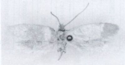 Perissomatix hogasi (Căpușe, 1971)