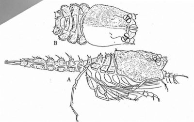 Nannastacus pectinatus pectinatus (Gamo, 1962)