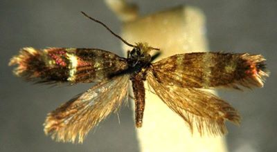 Micropterix ibericella (Caradja, 1920)
