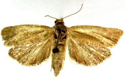 Epiblema bleuseana var. nubilana (Caradja, 1916)