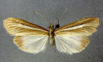 Euclasta (Proteuclasta) stotzneri (Caradja, 1927)