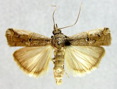 Salebria palumbella liviella (Zerny, 1927)