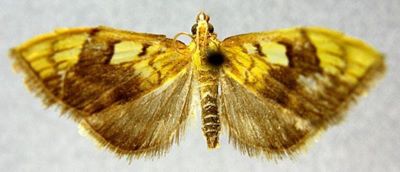 Hyalobathra intermedialis (Caradja, 1938)