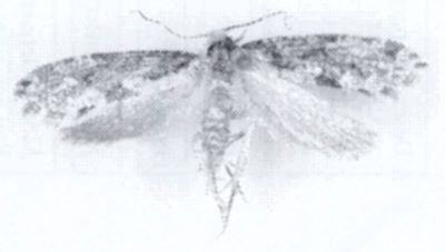 Scardia ussuriensis (Caradja, 1920)