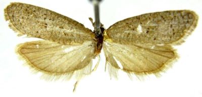 Cnephasia uniformana (Caradja, 1916)