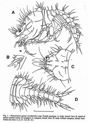 Nannastacidae gamoi occidentalis (Petrescu, 2001)