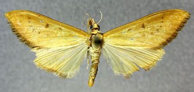 Pygospila yuennanensis (Caradja, 1937)