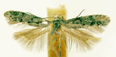 Schistophila laurocistella (Chretien, 1899)
