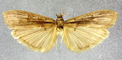 Homoeosoma subgoliathella (Caradja, 1937)