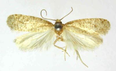 Depressaria exquisitella (Caradja, 1920)