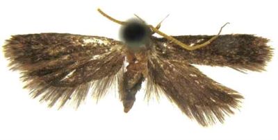 lecithocera anatolica; Lecithocera (Lecithocera) anatolica (Gozmany, 1978)