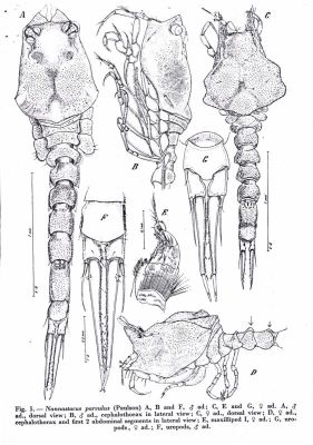 Nannastacus parvulus (Paulson, 1875)