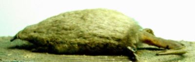 cârtiță moscată de apă; Desmana moschata (Linnaeus, 1758)