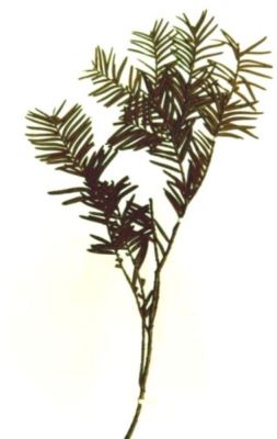 tisă; Taxus baccata (L.)