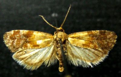 Cochylis dysodona (Caradja, 1916)