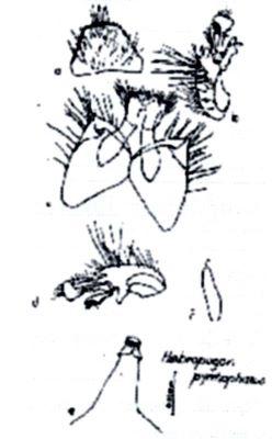 Habropogon pyrrhophaeus (Weinberg and Tsacas, 1973)