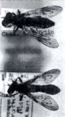Heteropogon dorothyae (Martin, 1962)